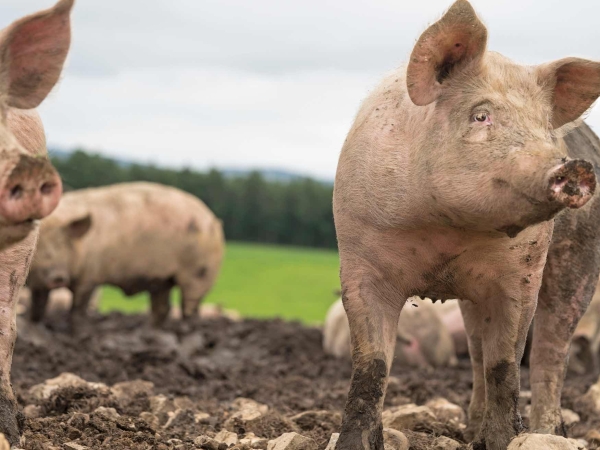 Porc : une stratégie collective pour maintenir l’élevage