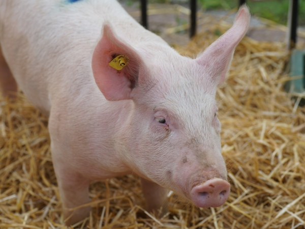Porcs : Une embellie des cours pour la fin d’année