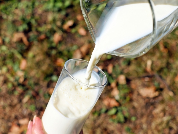 Les cours mondiaux du lait au-dessus des 400 euros la tonne