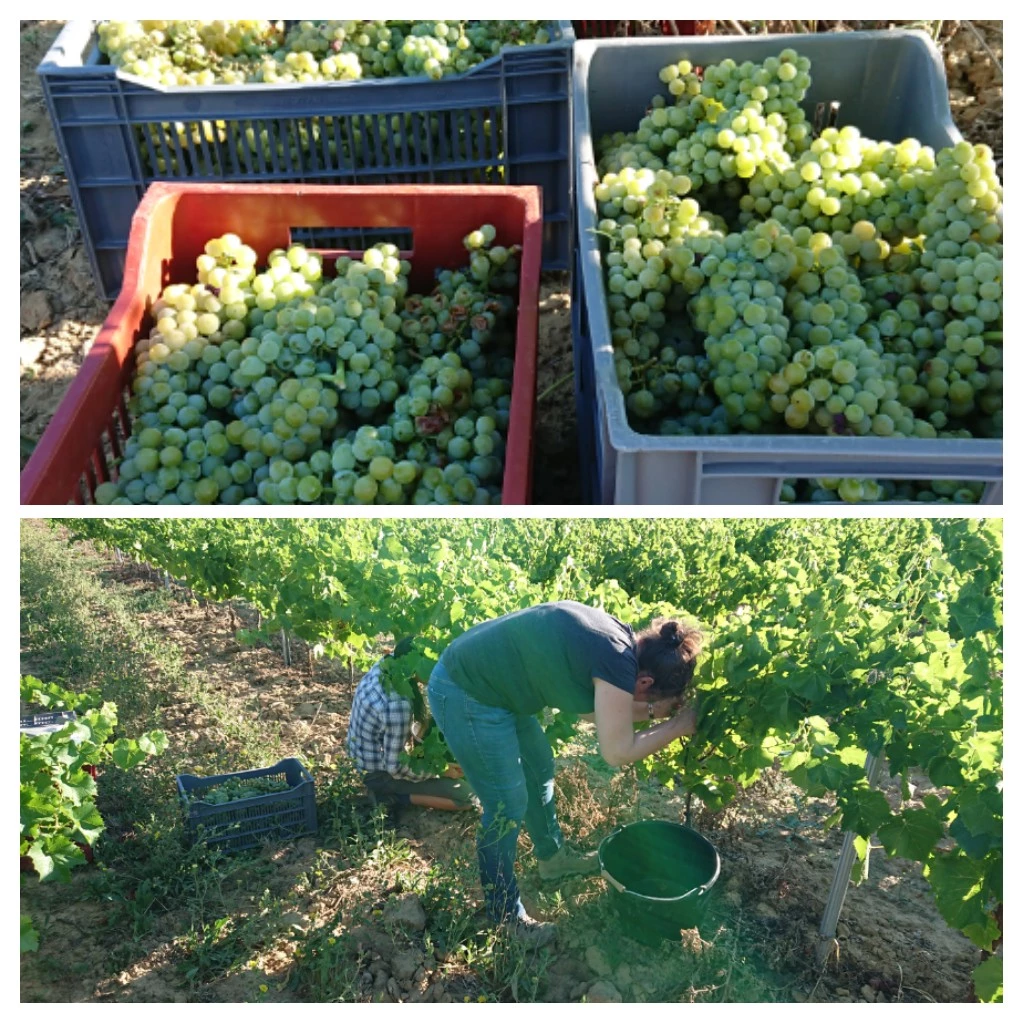 Le Muscaris, planté il y a un peu plus de deux ans, notamment dans les secteurs de Labeaume et de Balazuc, a été vendangé dès le 6 août !