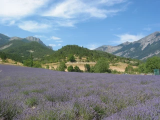 Entre vigilance et optimisme, France Lavande maintient le cap