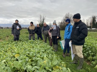 À Alixan, des essais variétaux sur les couverts végétaux 