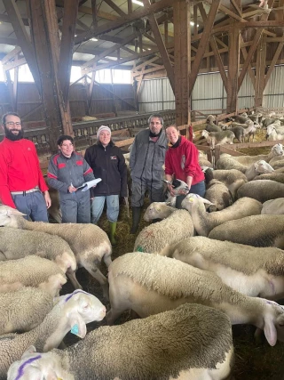 <B>Améliorer la santé des brebis grâce aux plantes aromatiques</B>