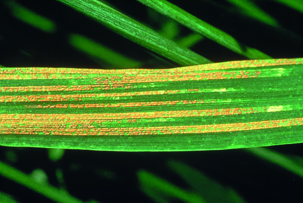 S’approprier l’innovation variétale pour répondre aux problématiques régionales