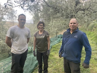 « Nous attendons désespérément le froid  pour l’olive de bouche »