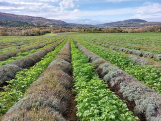 Lavande et lavandin : semer des couverts à prix très réduit 