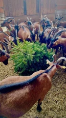 Les sapins régalent les chèvres