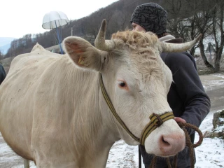 L’AOP Bleu du Vercors-Sassenage appelle aux dons