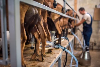 Les éleveurs de chèvres demandent une hausse de 50 € les 1 000 litres