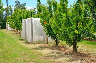 Quelle TIS les pique ?