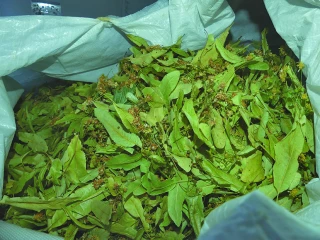 Tilleul : une filière qui cherche à se relancer