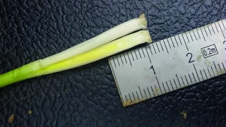 Stade épi 1 cm et absence de pluie : privilégier le fractionnement de l’azote