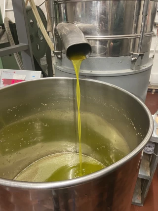 Des huiles d’olive d’exception récompensées au concours national des AOP