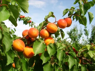 Les filières fruits à l’épreuve du changement climatique