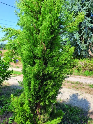 Lorsque les plantes sont toxiques