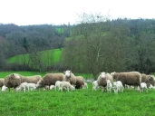 Mise à l’herbe : une transition alimentaire nécessaire