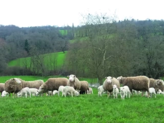Mise à l’herbe : une transition alimentaire nécessaire