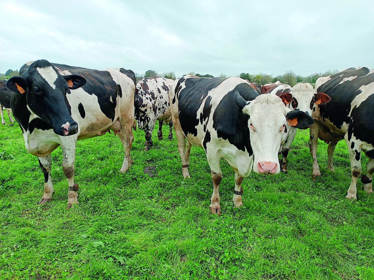 Pâturage régénératif : une piste pour restaurer la santé des sols