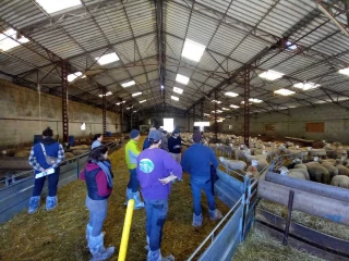 L’engraissement des agneaux disséqué lors d’un café-bergerie