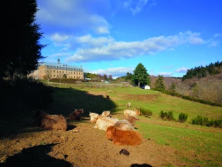 Des vaches highlands, nouveau souffle de l’abbaye