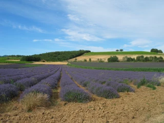 Aides FranceAgriMer en PPAM