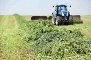 Luzerne déshydratée : vers un rebond de la sole
