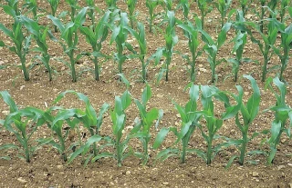 Maïs : raisonner l’azote pour sécuriser sa marge