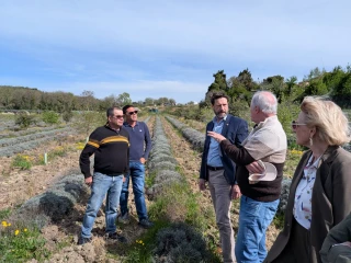 Vinsobres : la filière lavande a le soutien de la Région