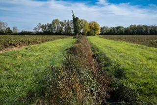 Preneur-bailleur : l'entretien des haies en question