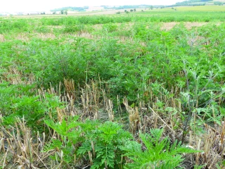 Gestion de l’ambroisie dans les cultures de printemps