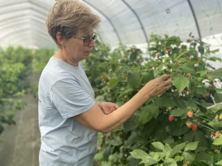 À l’EARL Bayle fruits, les petits fruits donnent du fil à retordre