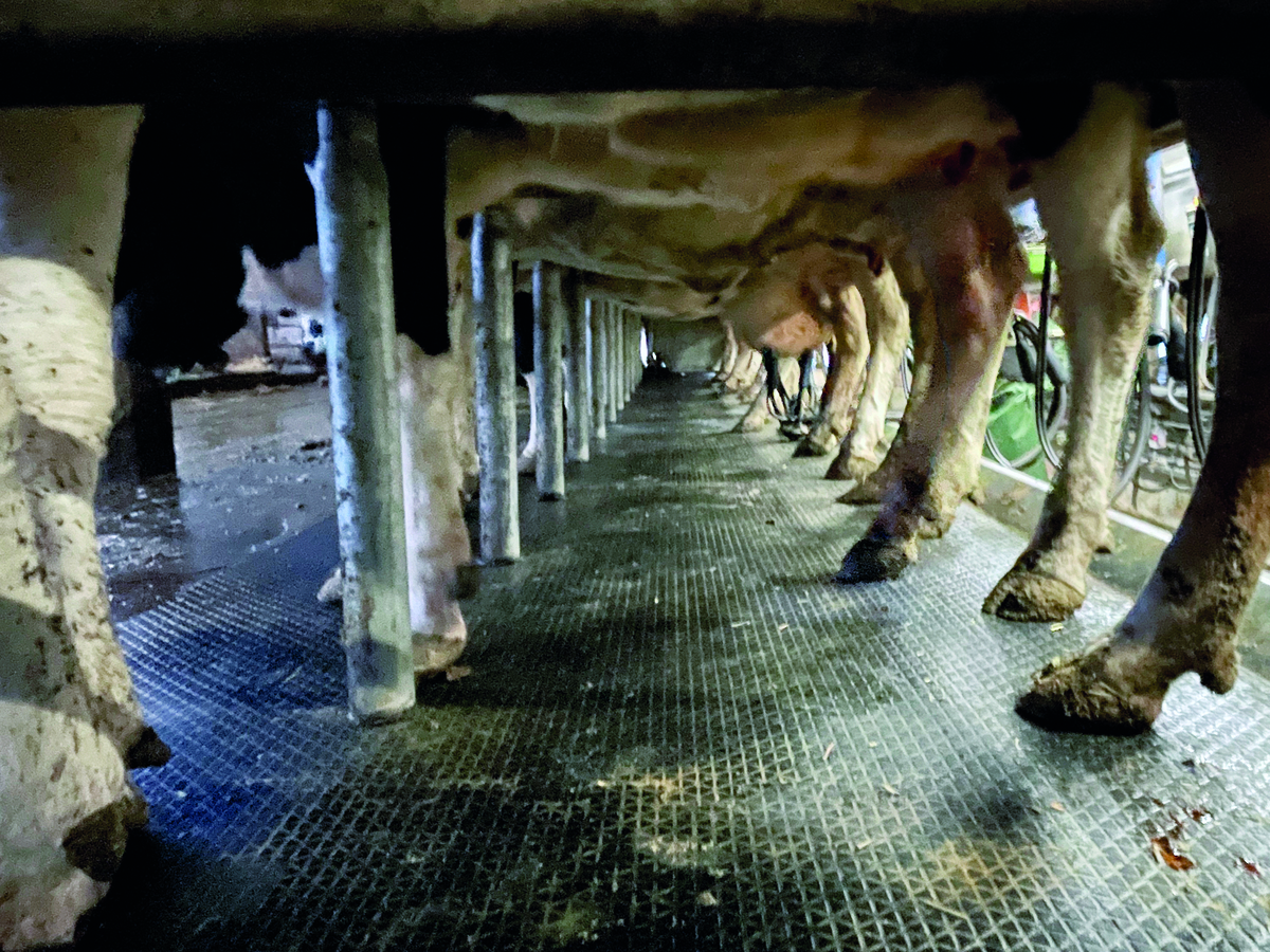 Lait : reconquérir le marché intérieur