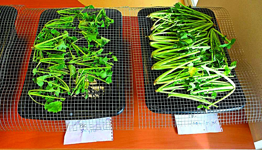 Méthodes d’analyse des plantes