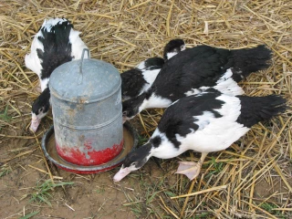 Grippe aviaire H5N8 : 61 foyers recensés