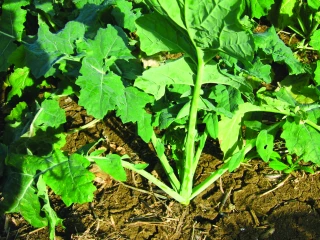 Votre colza est-il robuste ?
