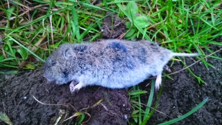 Combiner les outils pour lutter contre les campagnols