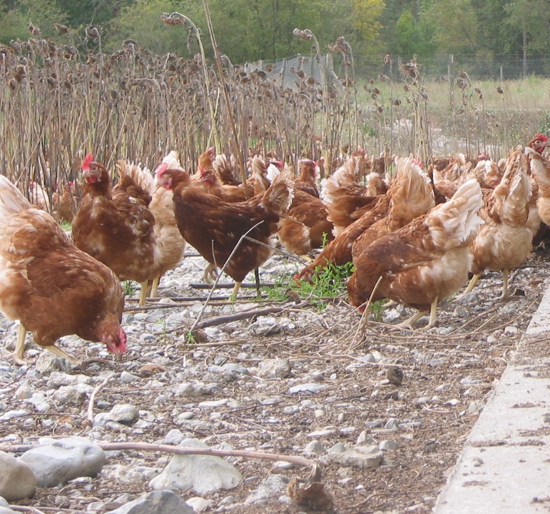 Influenza aviaire : extension des zones concernées par les abattages préventifs
