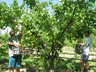 La Drôme inaugure le CQP production fruitière