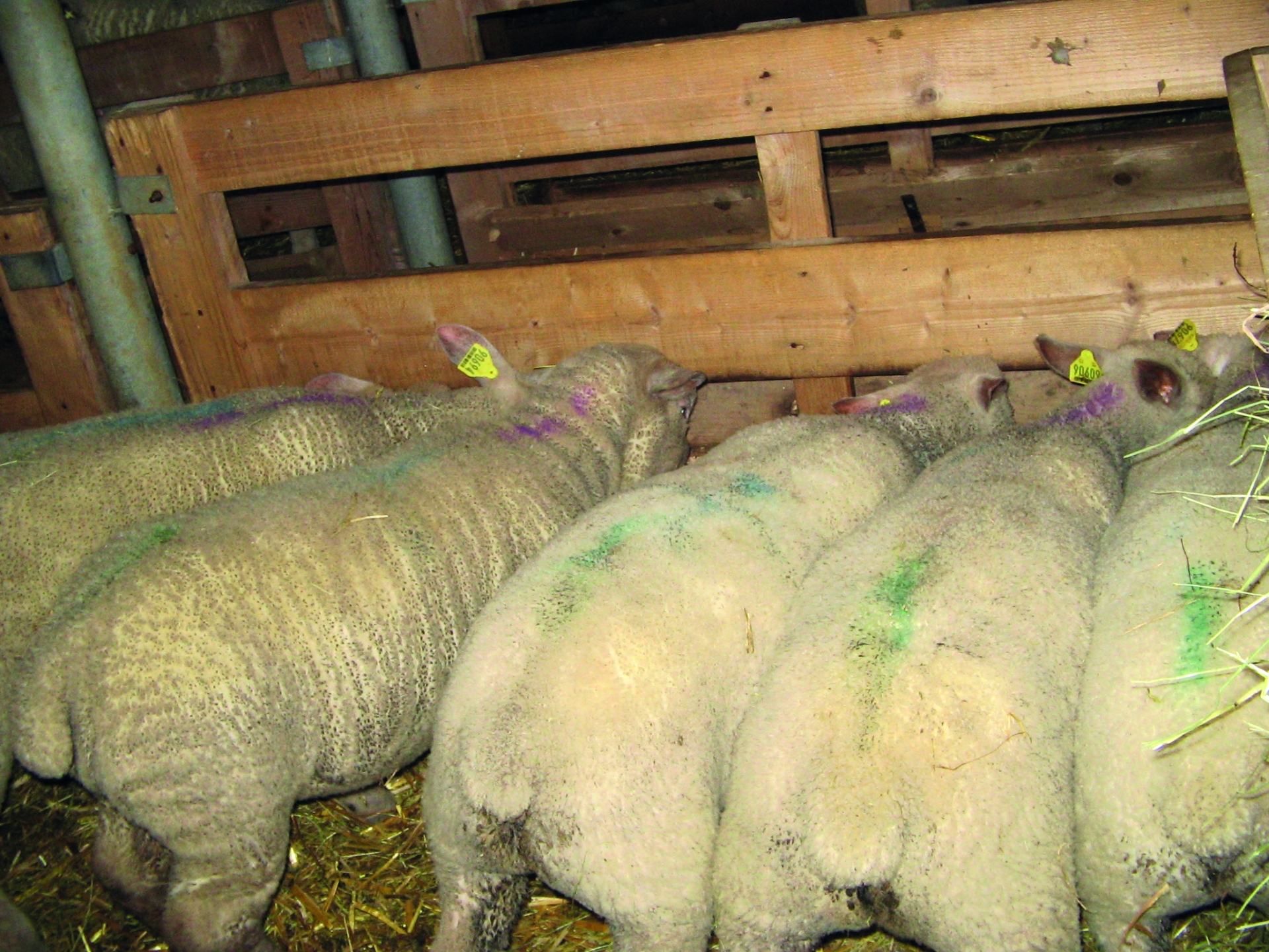Des agnelles rationnéesen concentré pour préserver leur capital laitier