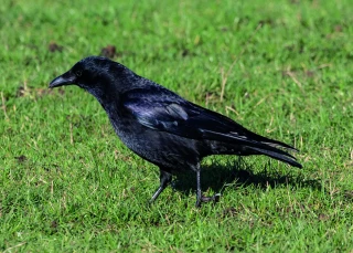 Corvidés : comment les reconnaître ?