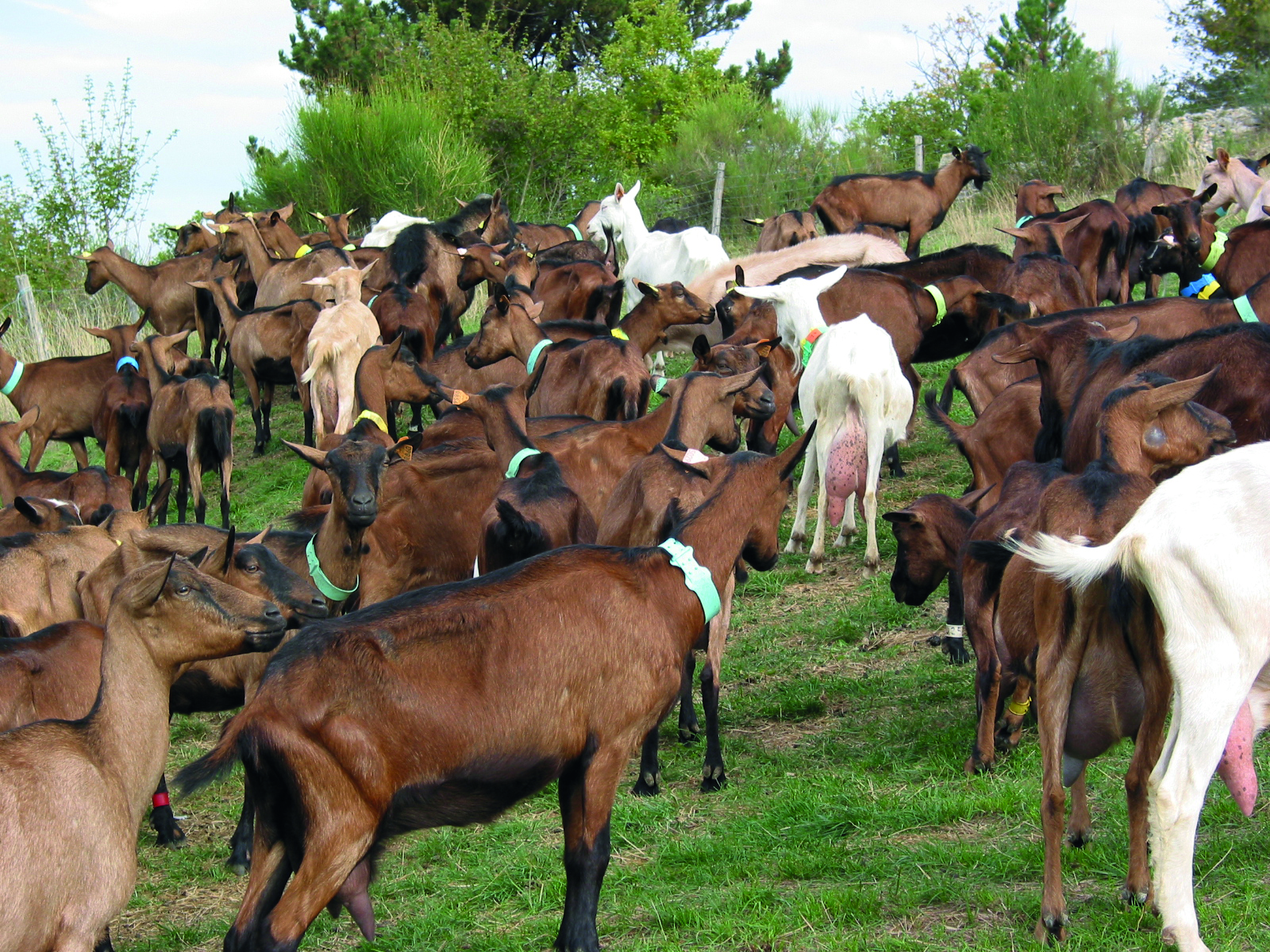Lait de chèvre bio : quelle résilience pour les élevages biologiques ?