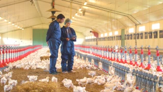 Auto-évaluer le bien-être  de ses animaux avec Ebène