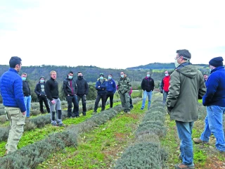 Couverts végétaux en lavande : une pratique à affiner