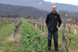 L’engrais vert pour décompacter le sol et apporter de l’azote