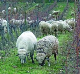 L’agriculture, gardienne  de la biodiversité 