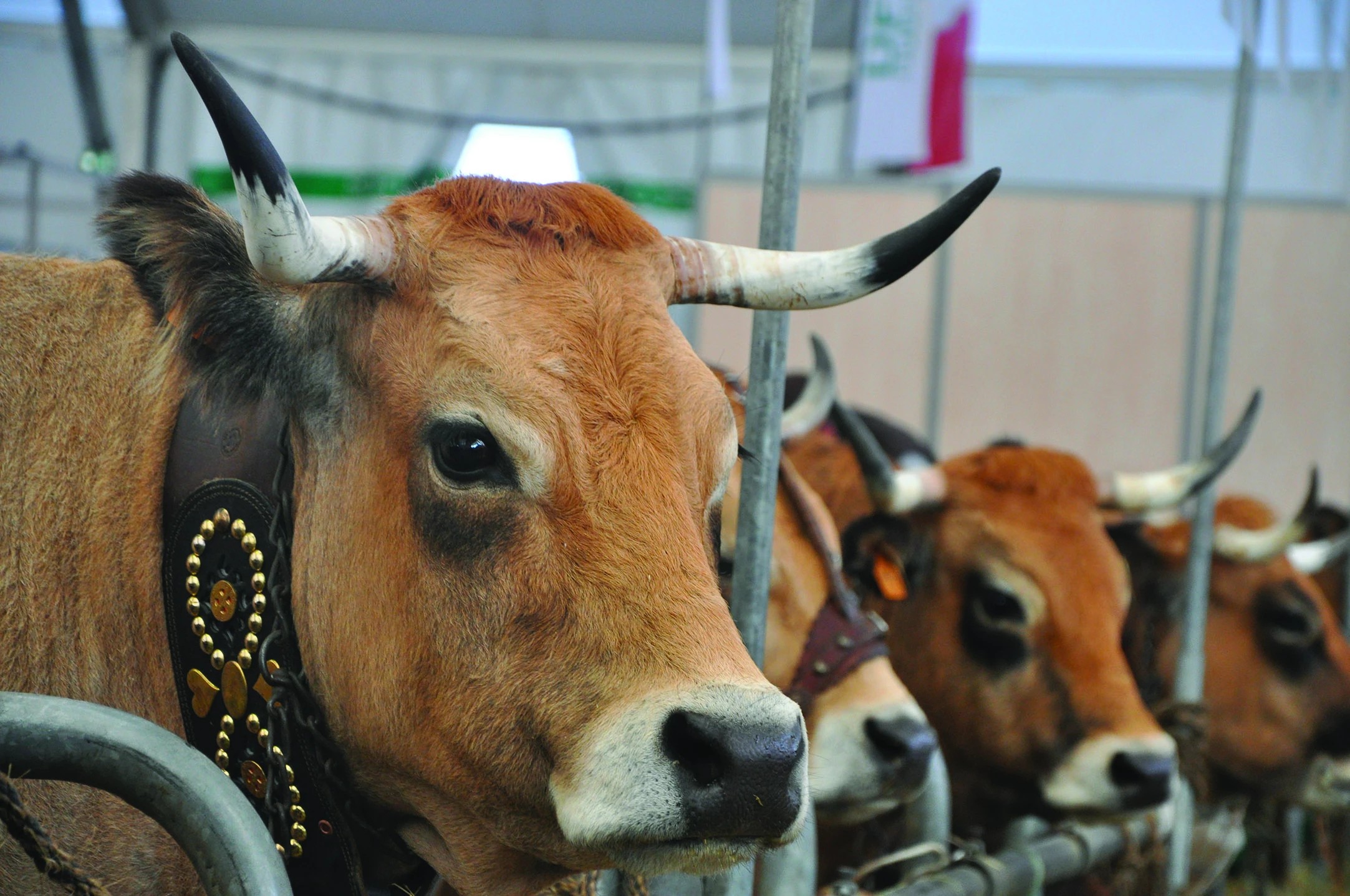 Concours nationaux : le retour de la race aubrac