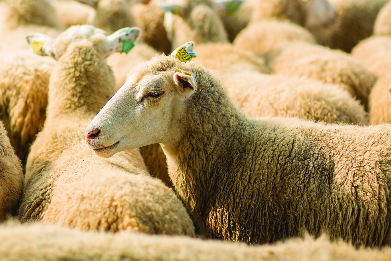 Michèle Boudoin “ L’aide couplée ovine  est une priorité vitale ! ”