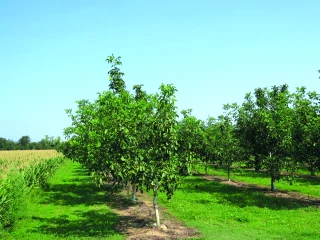 Senura : de nouveaux projets d’étude