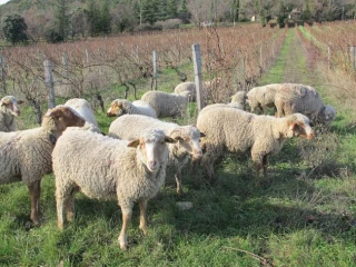 Pâturage dans les vignes : une pratique à développer
