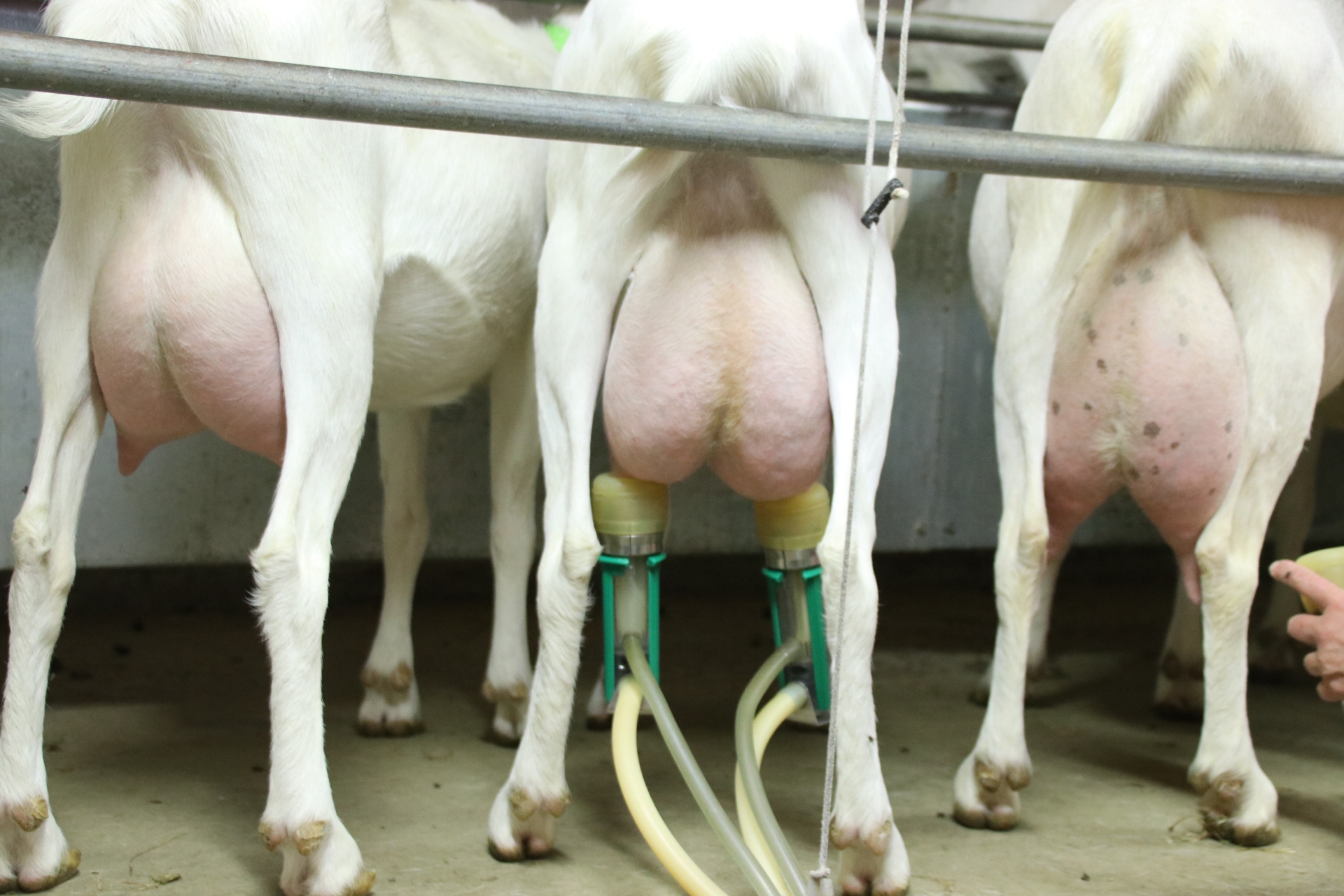 Lait de chèvre : Lidl et Agrial s’accordent à 790 euros / 1000 litres